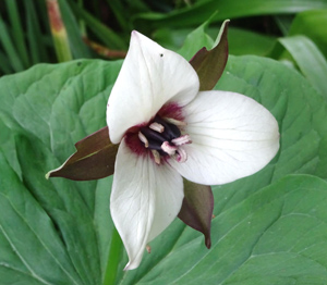 Ontario Trillium flower